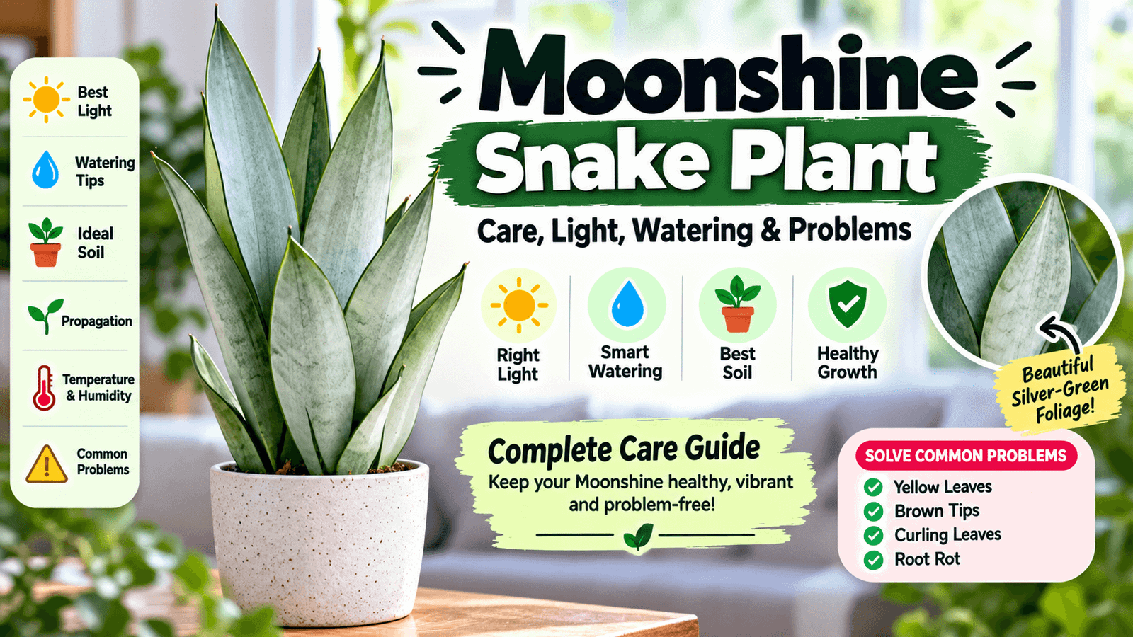 Moonshine snake plant care guide with silver-green leaves
